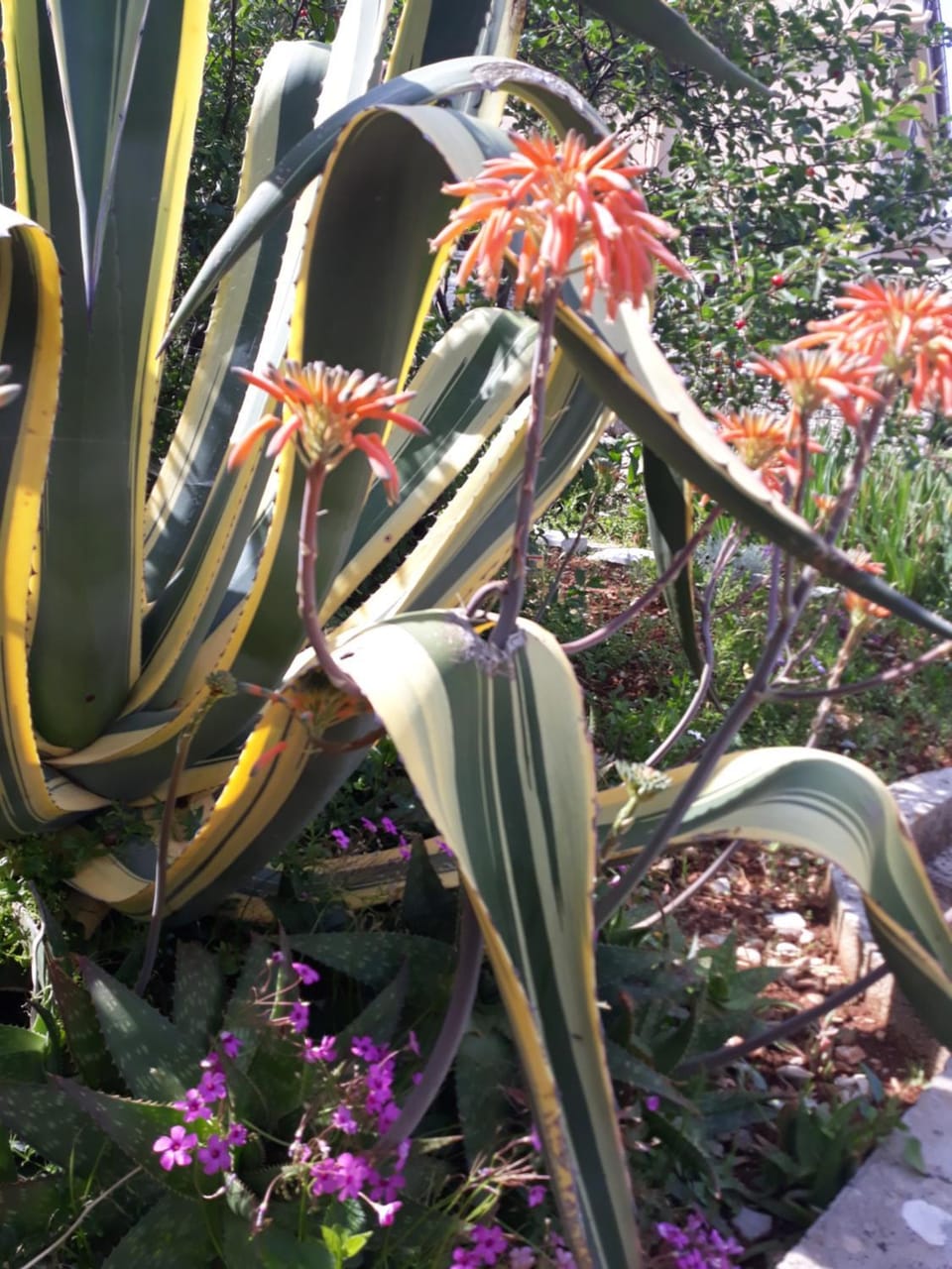 Garden view