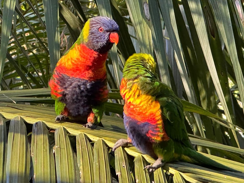 Animals