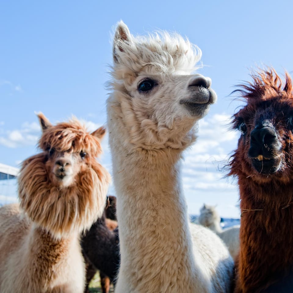 Animals