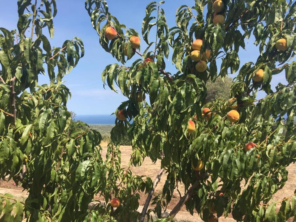 Agriturismo Su Nuragheddu Farm Stay in Sardinia
