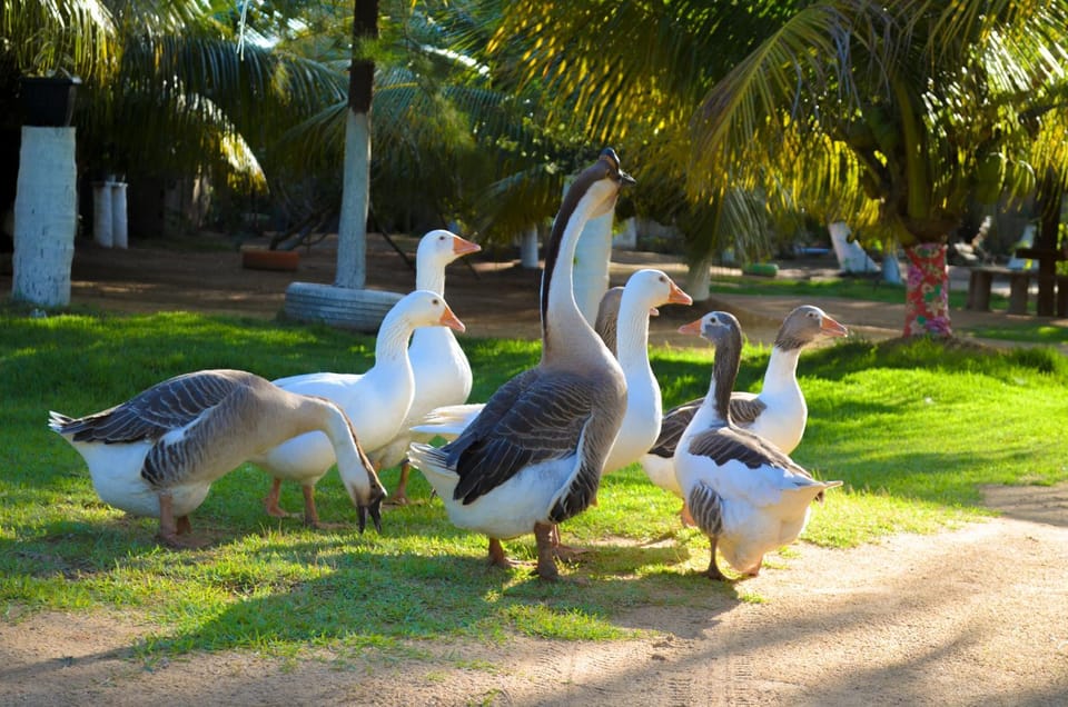 Garden, Animals, Pets, Garden view