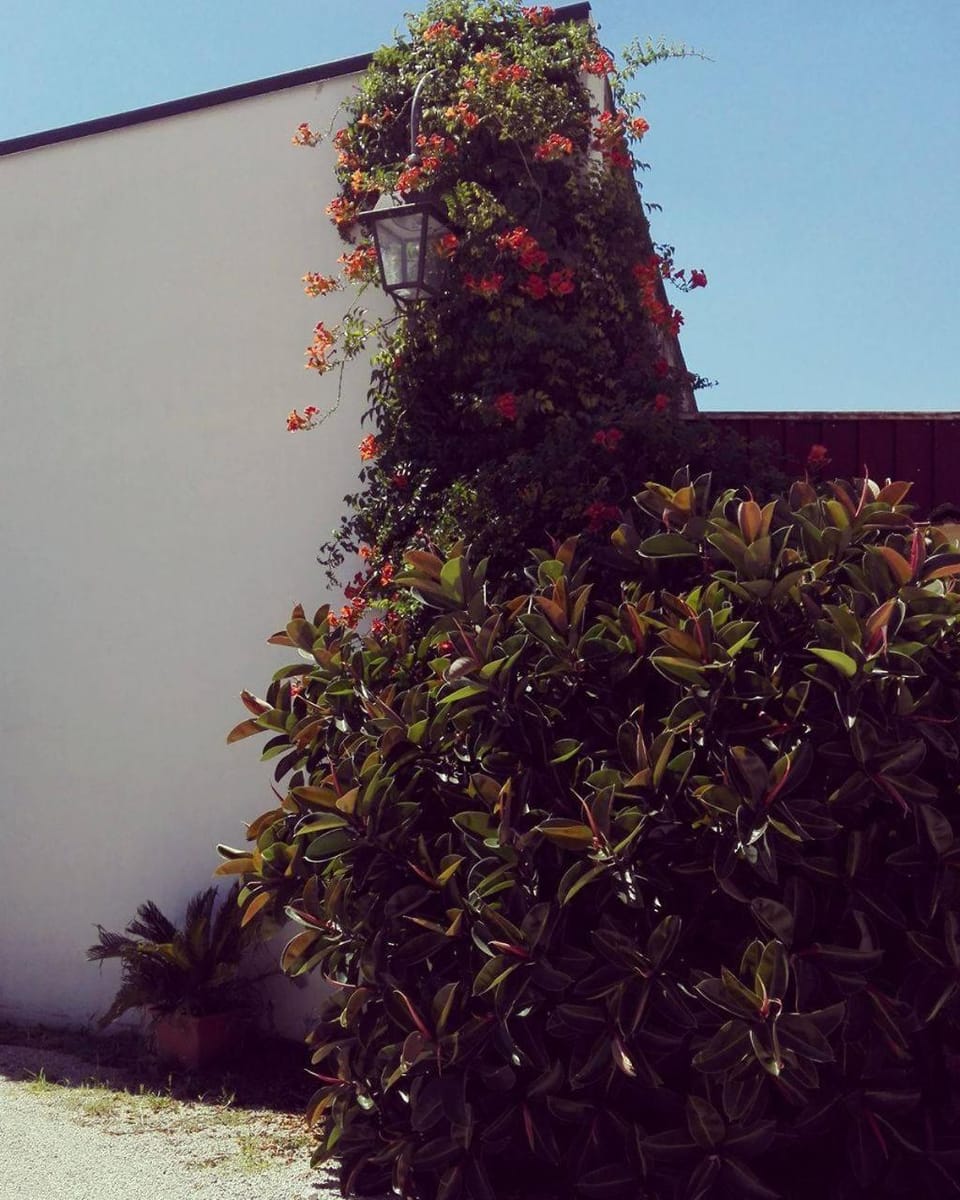 Garden view