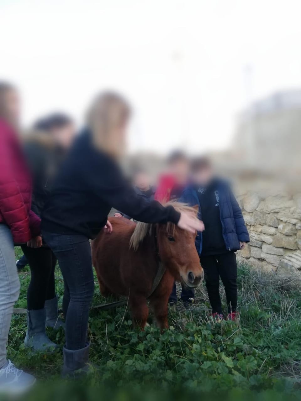 Off site, Activities, Animals, Entertainment, children