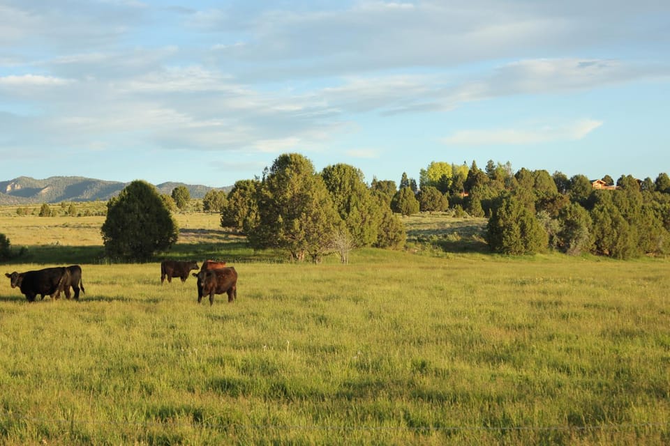 Animals