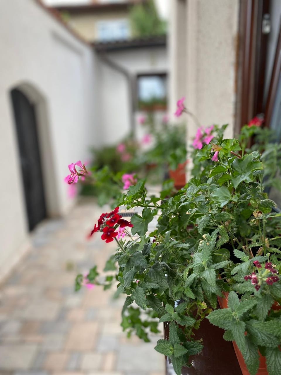 Patio, Garden