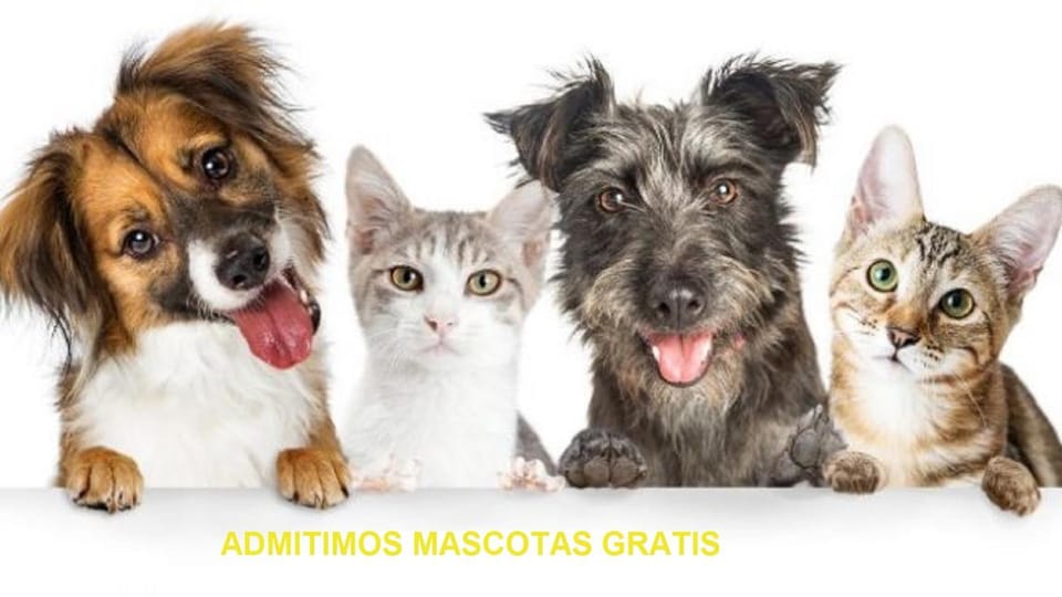 Pets, Pets