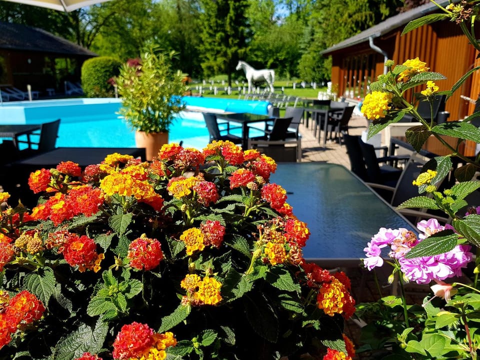 Garden, Garden, Garden view, Swimming pool