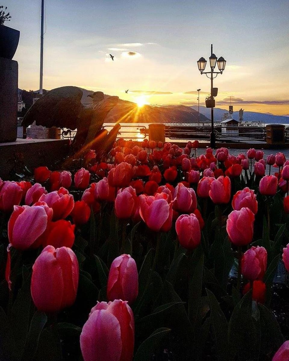 Nearby landmark, Spring, Sunrise