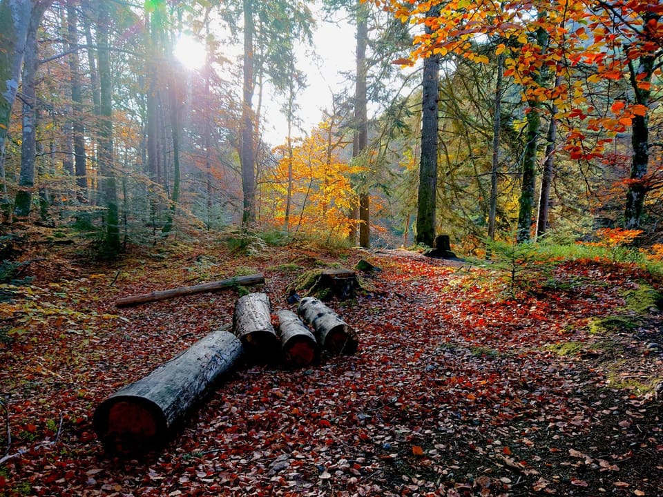 Natural landscape