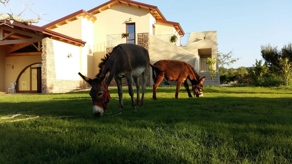 Animals, Pets