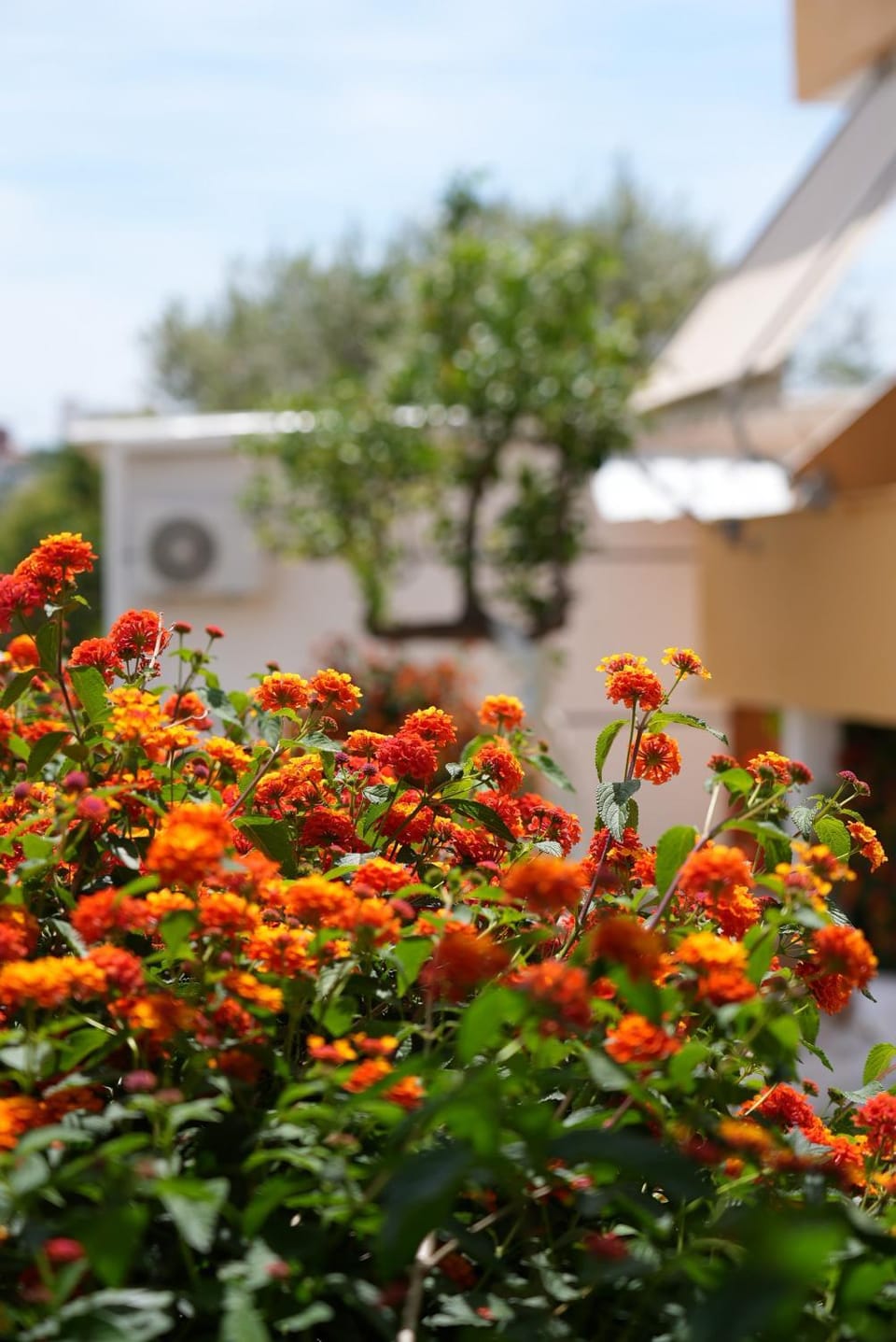 Garden view