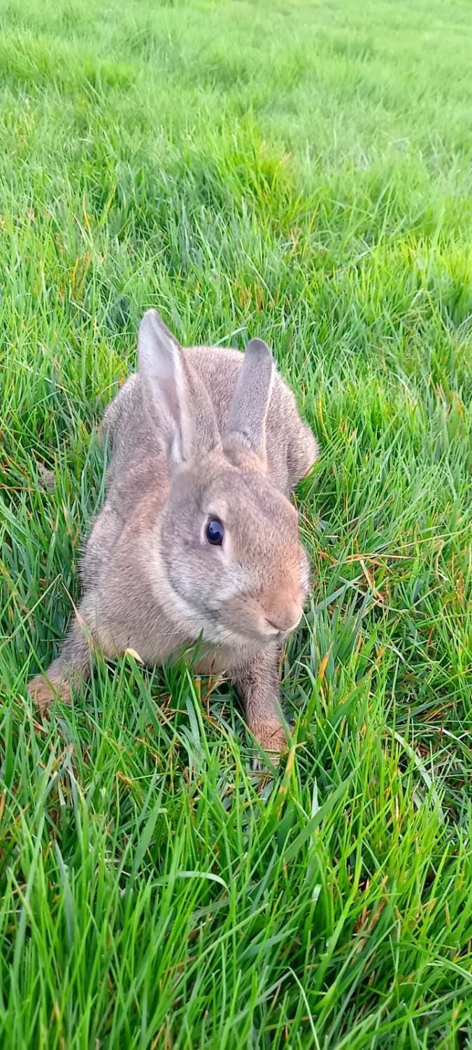 Corte di Tosina Farm Stay in Province of Brescia