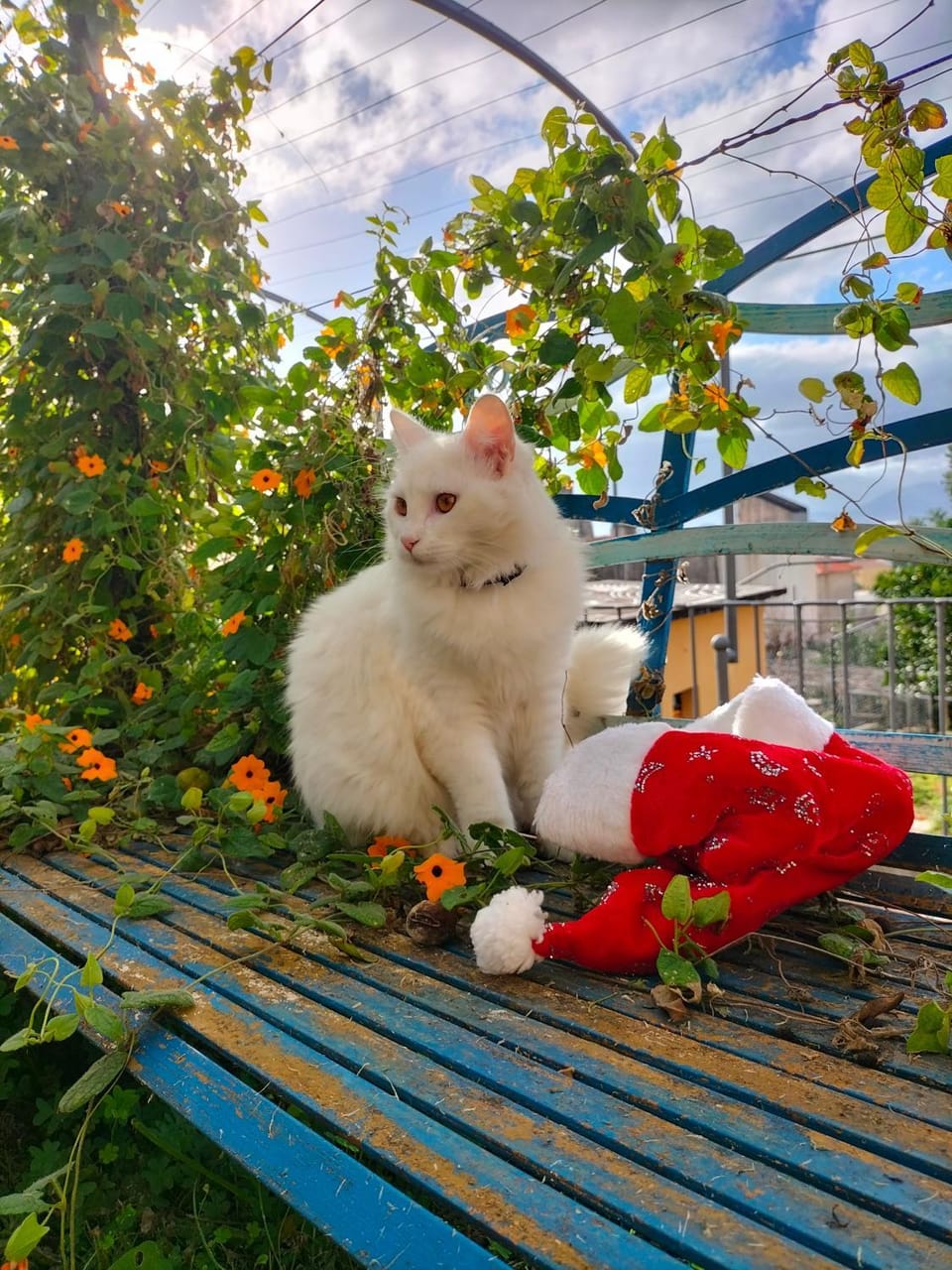 Garden, Pets