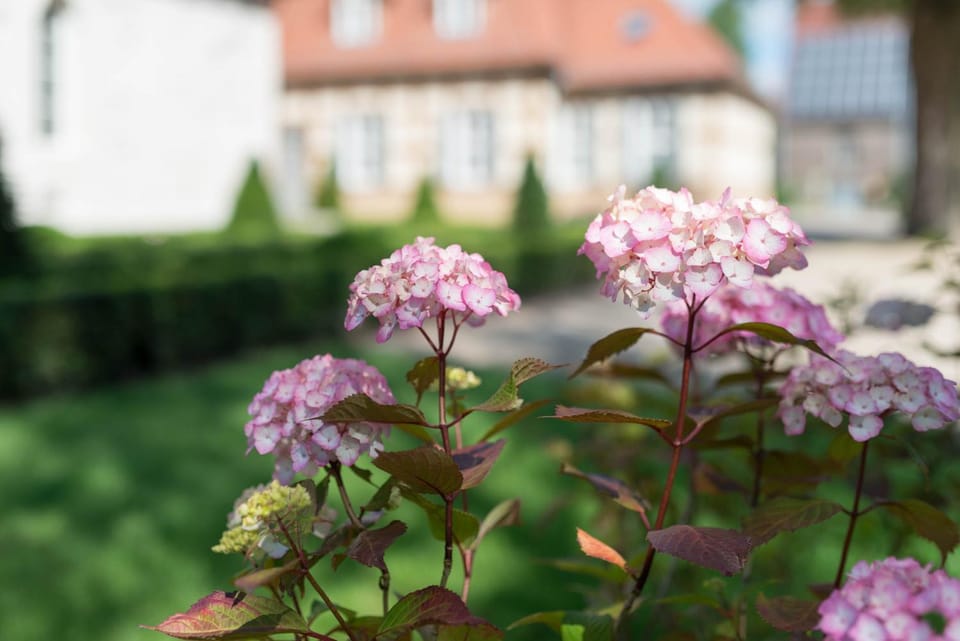 Day, Summer, Garden, On site
