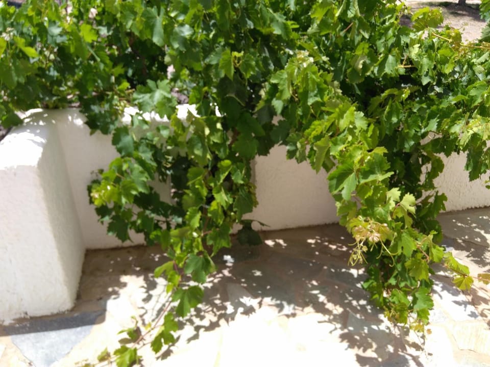Facade/entrance, Garden, Balcony/Terrace