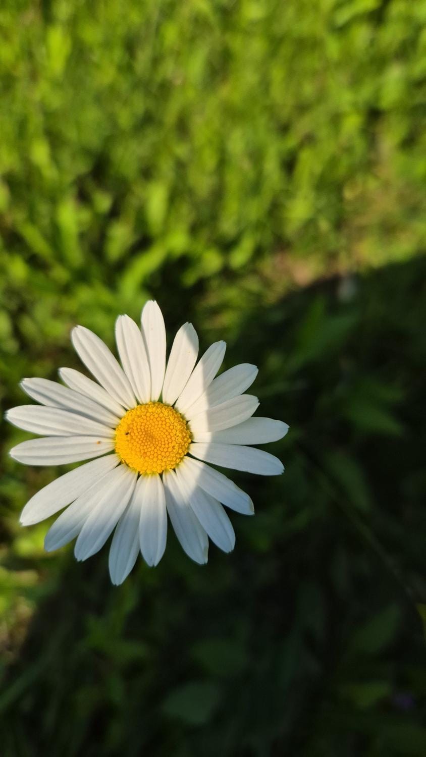 Pensiunea Eden Farm Stay in Romania