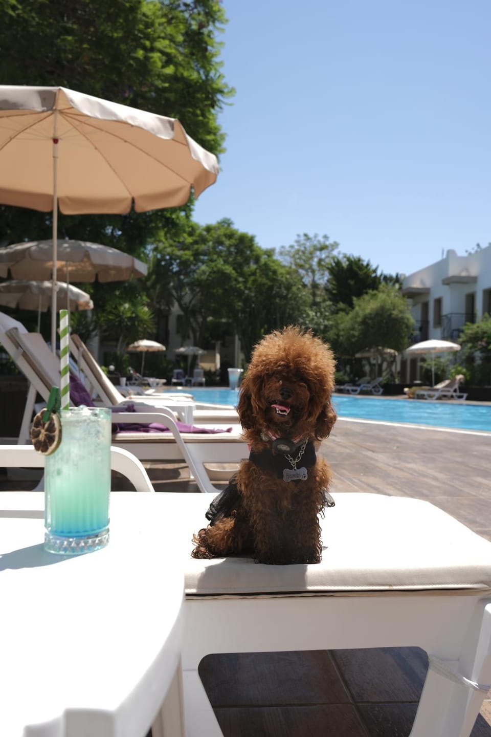 Garden, Animals, Animals, Animals, Pets, Pets, Pets, Pool view, Swimming pool, pet friendly, pet friendly