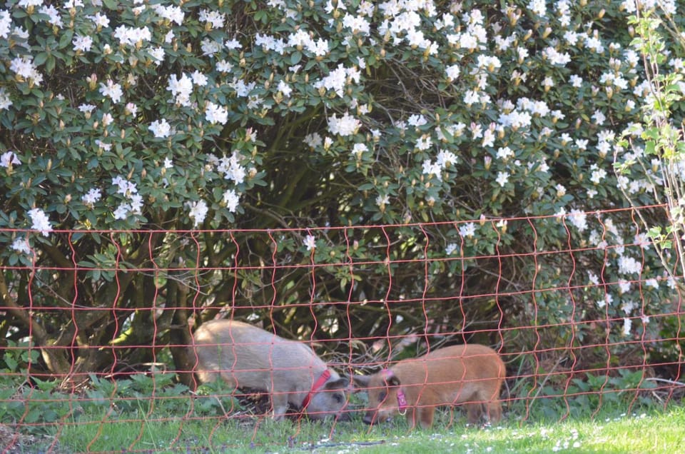 Animals