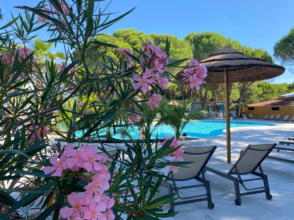 Garden, sunbed