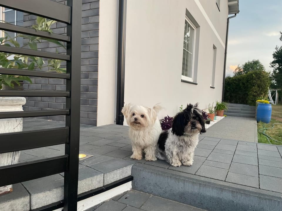 Pets