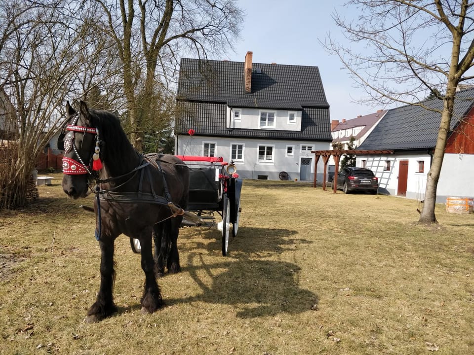 Activities, Horse-riding, Entertainment
