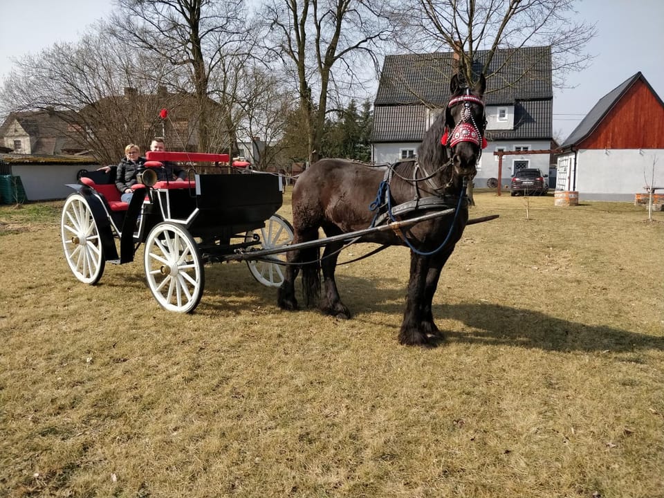 Activities, Horse-riding, Entertainment