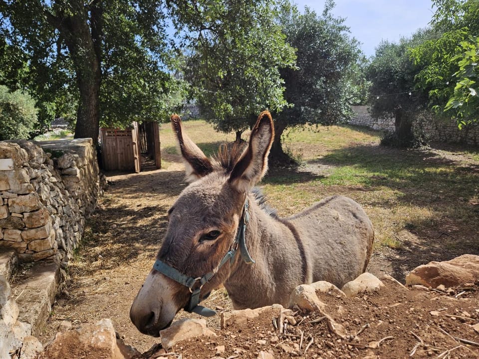 Casa Don Carmelo-Holiday' s Food Experience House in Province of Taranto