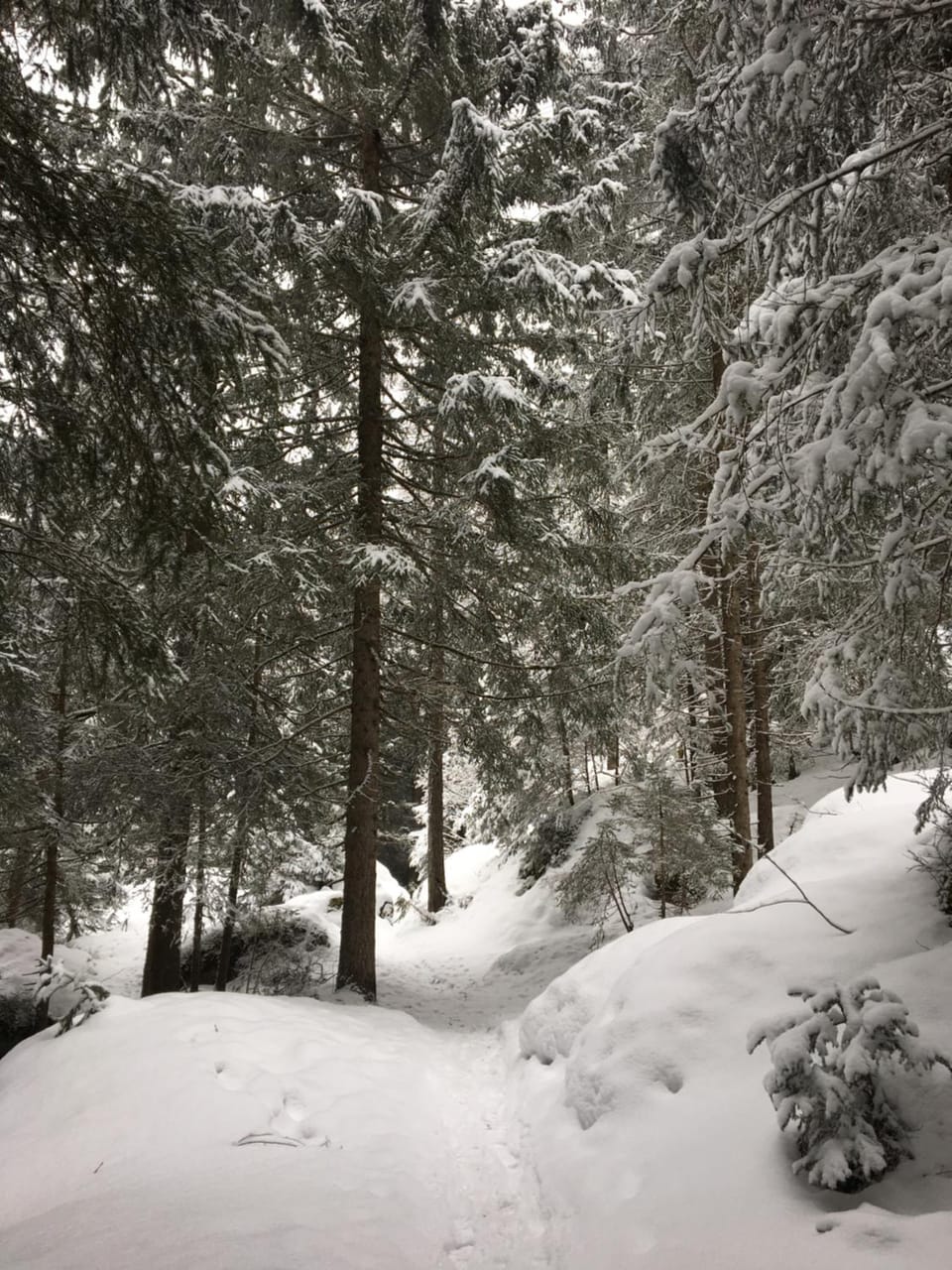 Natural landscape, Winter