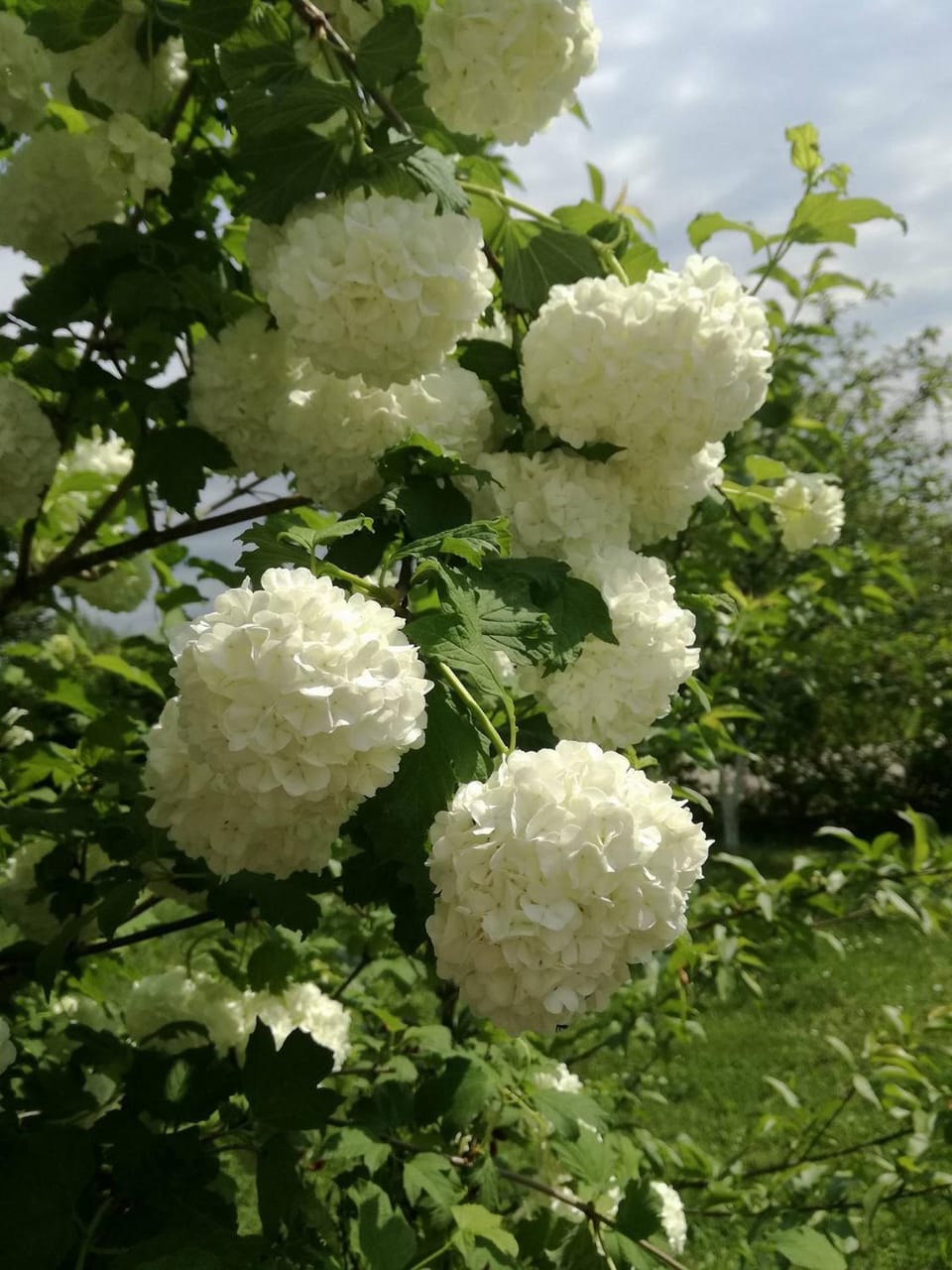 Spring, Garden