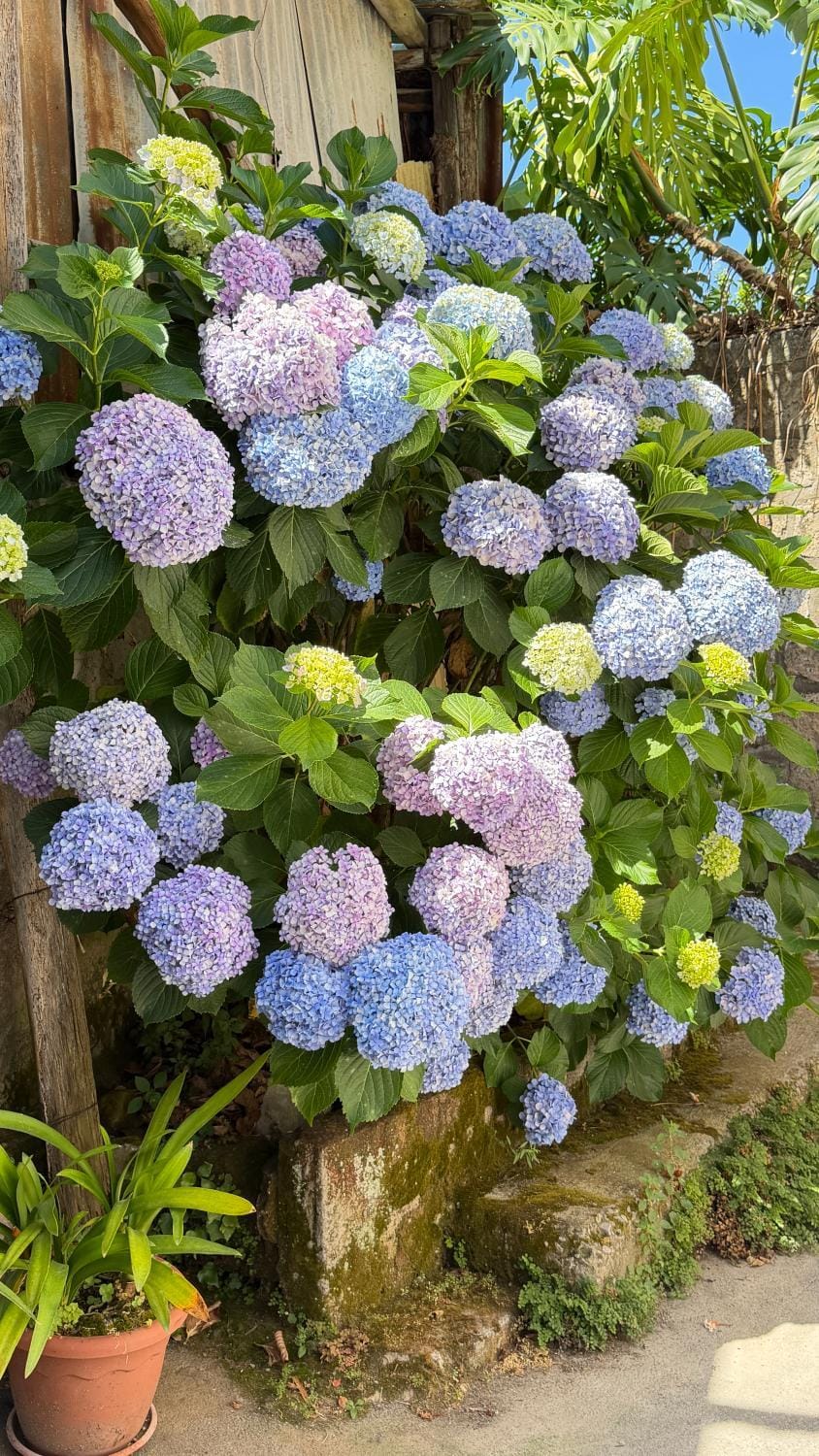 Spring, Day, Garden, Garden view