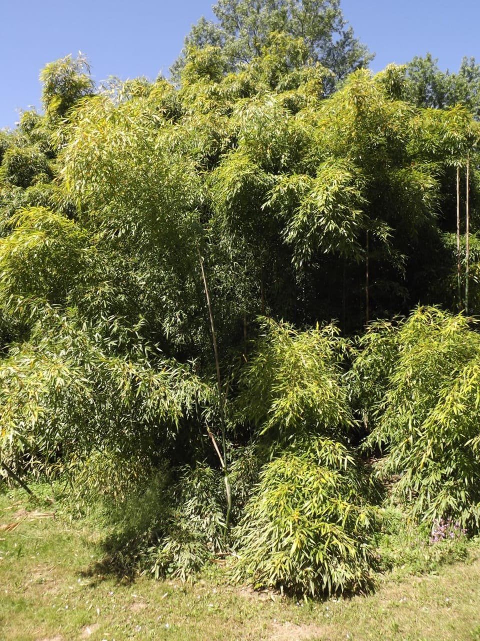 Natural landscape, Garden view