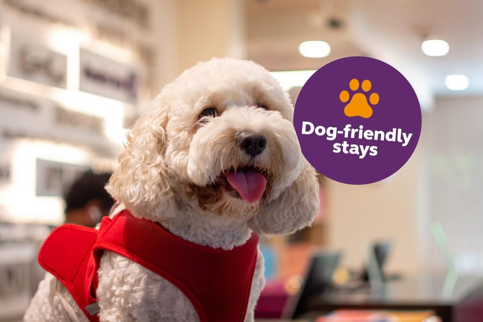 pet friendly, pet friendly