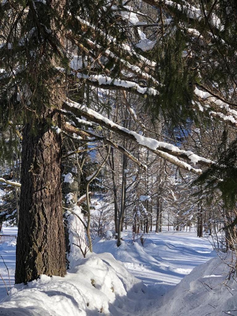 Skiing