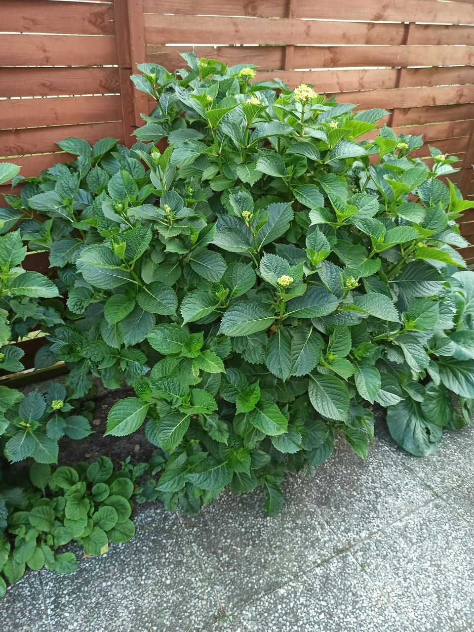 Day, Garden, Garden view