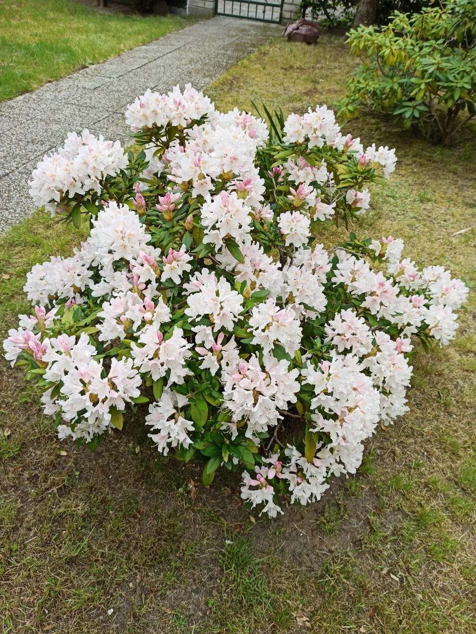 Day, Garden, Garden view