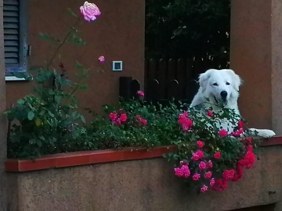 Property building, Facade/entrance, Animals, Pets