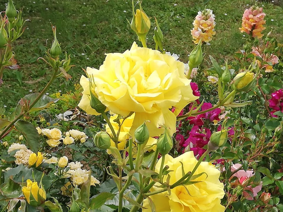 Spring