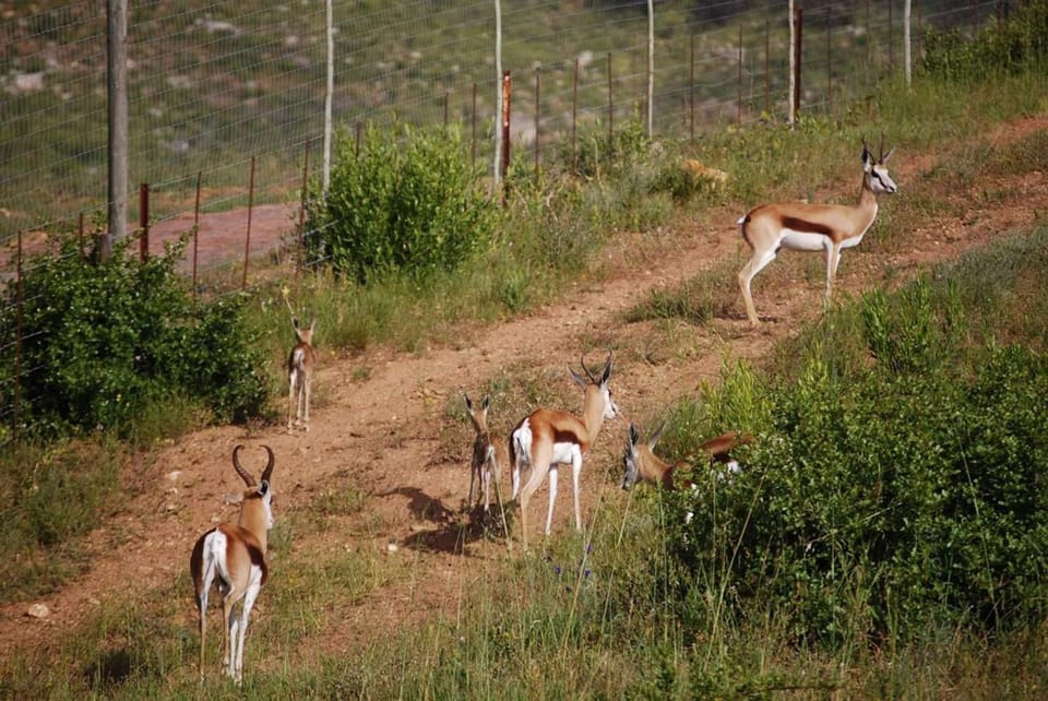 Animals