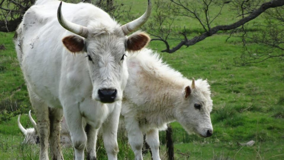 Animals