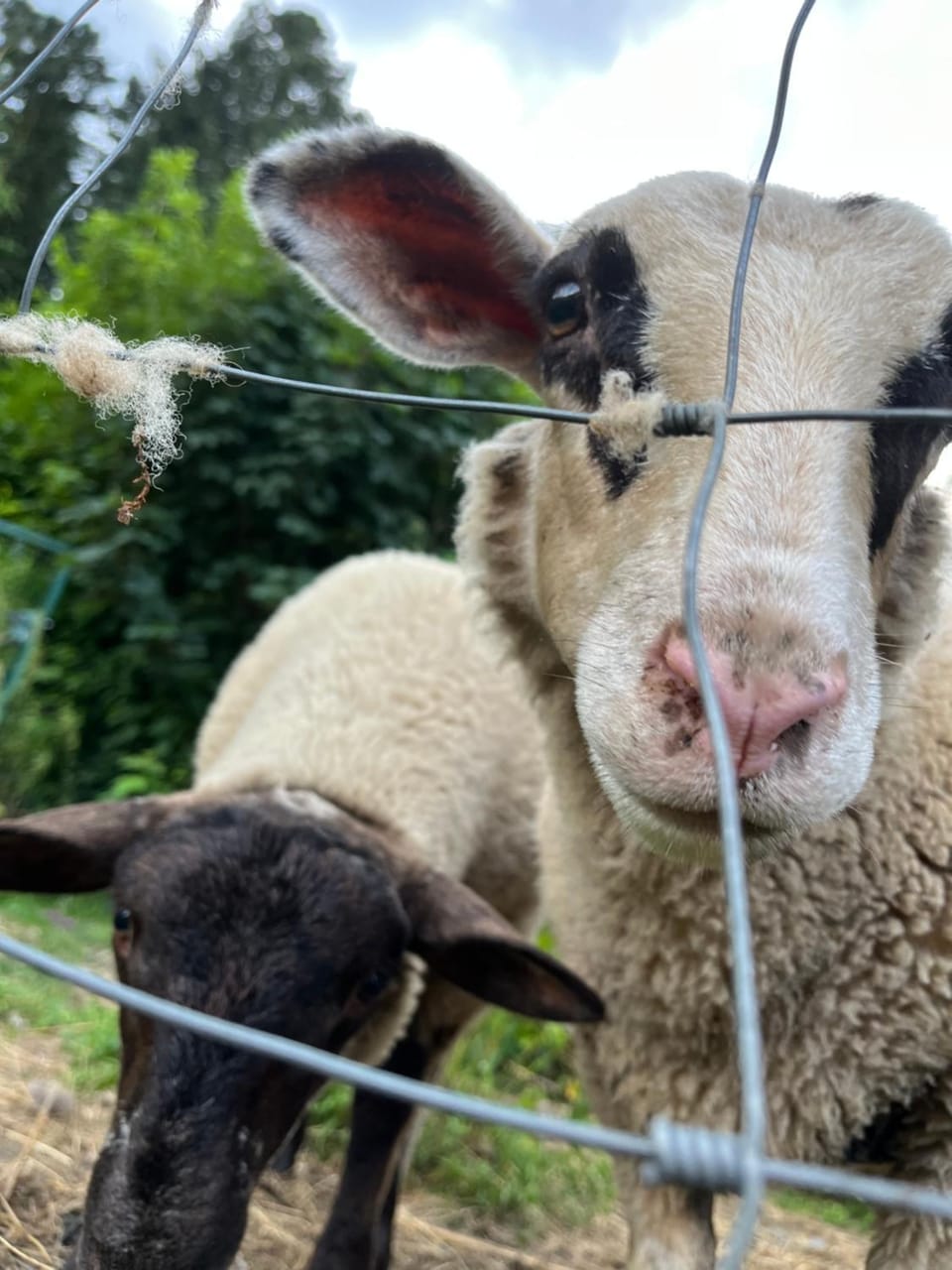 Gîtes du Saut des Cuves Apartment in Xonrupt-Longemer