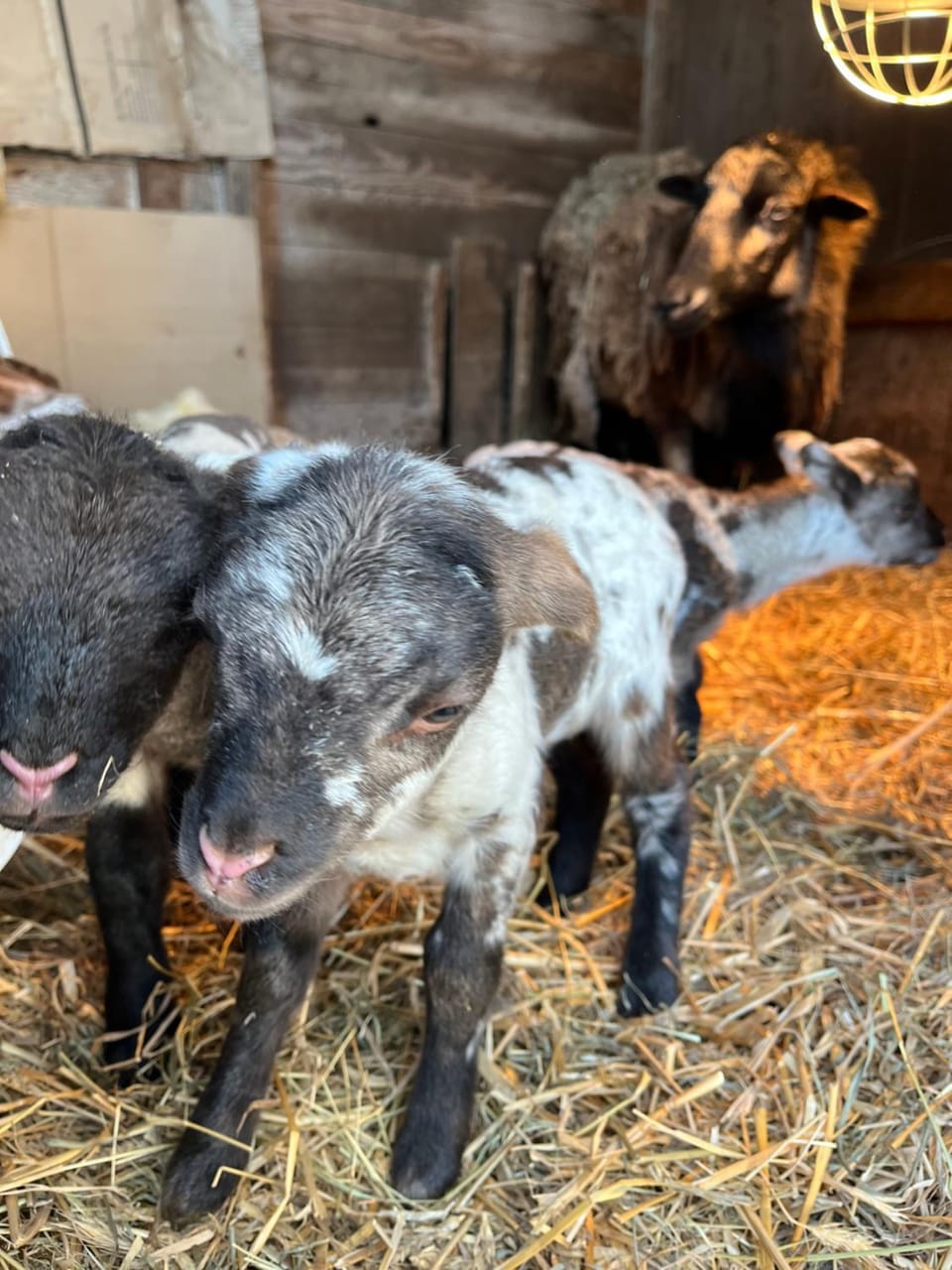 Gîtes du Saut des Cuves Apartment in Xonrupt-Longemer