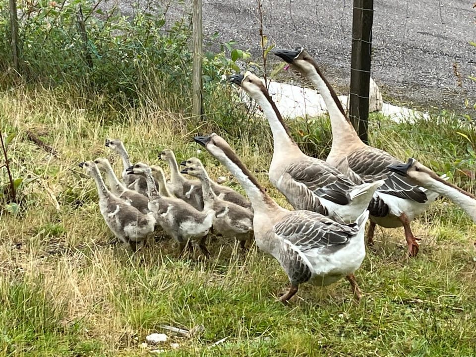 Gîtes du Saut des Cuves Apartment in Xonrupt-Longemer