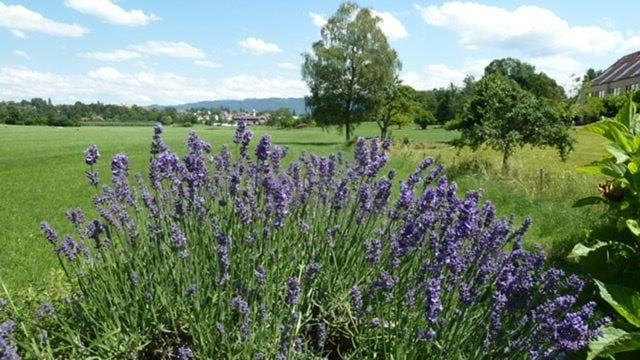 Privatzimmer Reiner Baumeister Bed and Breakfast in Lindau