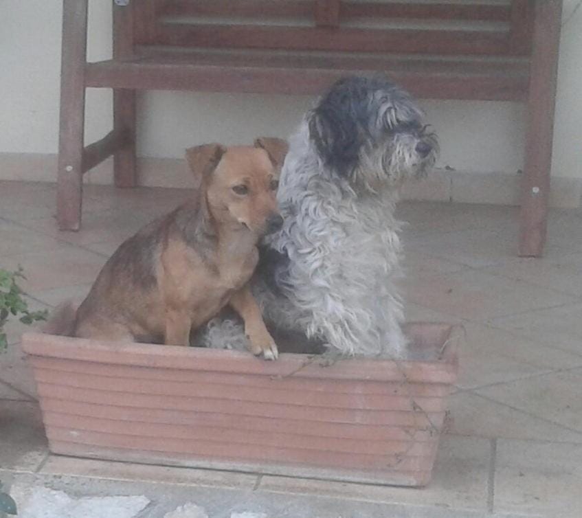 Pets