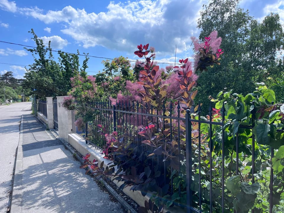 Garden view