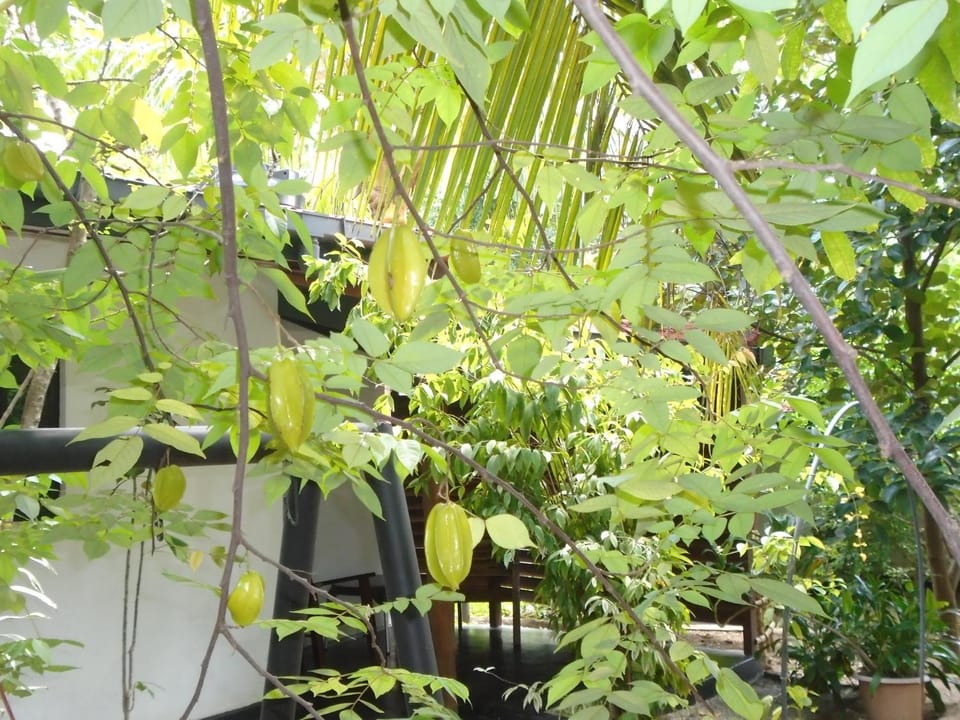 Livinginn Polonnaruwa Bed and Breakfast in Central Province