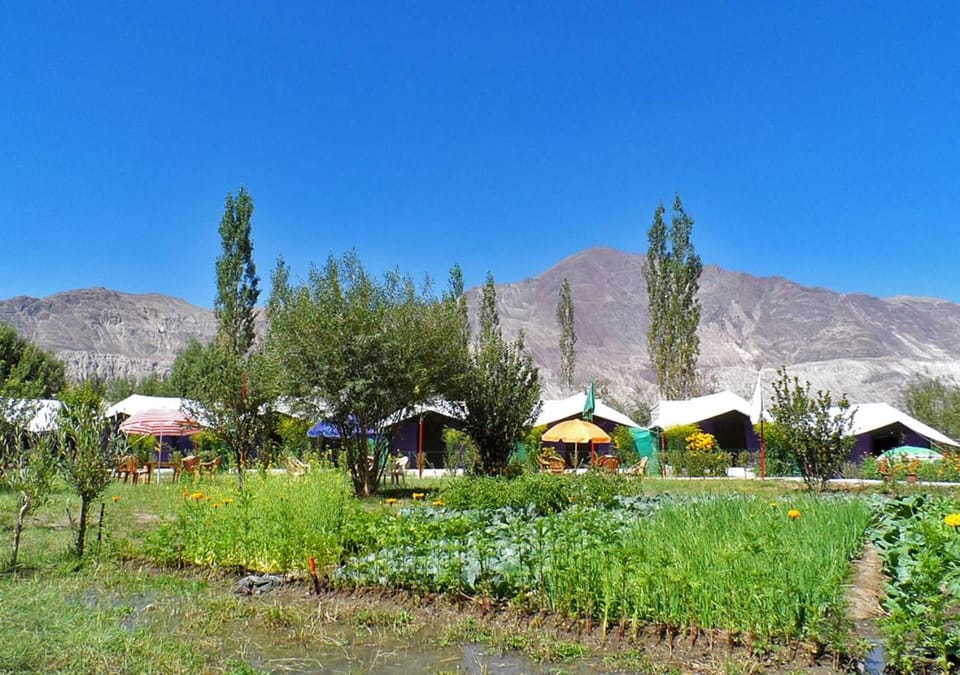 Tiger Camp Nubra Campground/ 
RV Resort in India