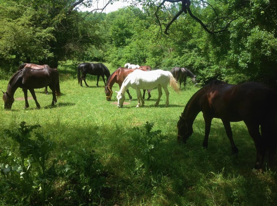 Horse-riding