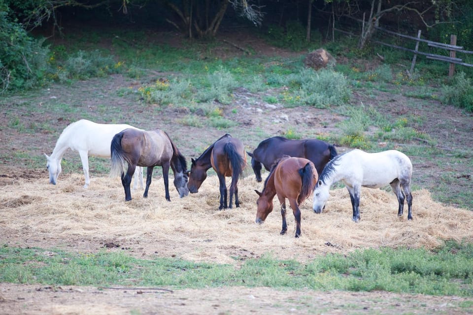 Animals