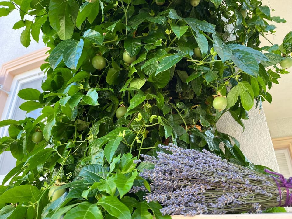 Garden, Garden view